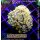 H6-R3-1 WYSIWYG - Euphyllia baliensis - Gold Ableger