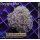H6-R3-1 WYSIWYG - Euphyllia baliensis - Gold Ableger