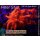 H5-R2-3 WYSIWYG - Goniopora Rot , blaues Auge (Bullseye, langpolypig)