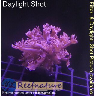 H5-R2-4 WYSIWYG - Goniopora columna – Lila Baum-Goniopora „Purple Tree“