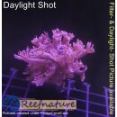 H5-R2-4 WYSIWYG - Goniopora columna – Lila Baum-Goniopora „Purple Tree“
