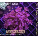 H5-R2-4 WYSIWYG - Goniopora columna – Lila Baum-Goniopora „Purple Tree“