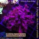 H5-R2-4 WYSIWYG - Goniopora columna – Lila Baum-Goniopora „Purple Tree“