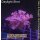 H5-R2-4 WYSIWYG - Goniopora columna – Lila Baum-Goniopora „Purple Tree“