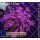 H5-R2-4 WYSIWYG - Goniopora columna – Lila Baum-Goniopora „Purple Tree“