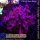 H5-R2-4 WYSIWYG - Goniopora columna – Lila Baum-Goniopora „Purple Tree“