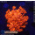 H5-R2-4 WYSIWYG - Goniopora rot