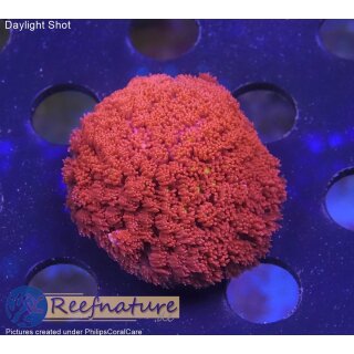 H5-R2-5 WYSIWYG - Gonipora  flash Rot/Gelb