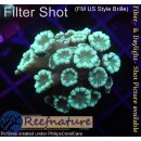 H5-R2-5 WYSIWYG - Alveopora sp.