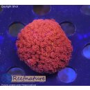 H5-R2-5 WYSIWYG - Gonipora  flash Rot/Gelb