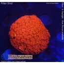 H5-R2-5 WYSIWYG - Gonipora  flash Rot/Gelb