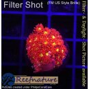 H5-R2-5 WYSIWYG - Gonipora  flash Rot/Gelb