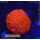 H5-R2-5 WYSIWYG - Gonipora  flash Rot/Gelb