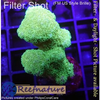 4B3-9 WYSIWYG - Pocillopora gelb, Höhe 43mm