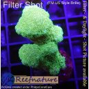 4B3-9 WYSIWYG - Pocillopora gelb, Höhe 43mm