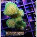 4B3-9 WYSIWYG - Pocillopora gelb, Höhe 43mm