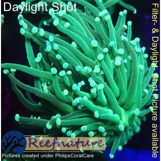 Euphyllia Glabrescens Hulk (ab 1 Kopf) 1 Kopf