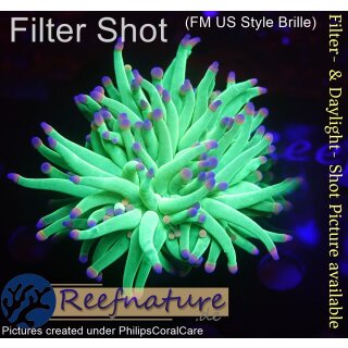 WYSIWYG - Euphyllia Cotton Candy 1Kopf