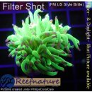 WYSIWYG - Euphyllia Cotton Candy 1Kopf