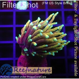 WYSIWYG - Euphyllia Dragon Soul Indo 1Kopf