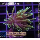 WYSIWYG - Euphyllia Dragon Soul Indo 1Kopf