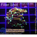 WYSIWYG - Euphyllia hellfire 1 Kopf