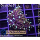 WYSIWYG - Euphyllia hellfire 1 Kopf