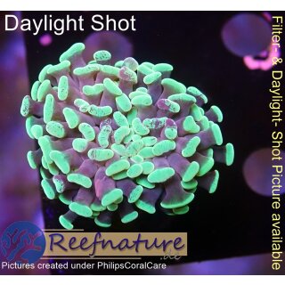 4F1-1 WYSIWYG - Euphyllia paraancora Multicolor