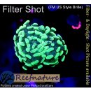 4F1-1 WYSIWYG - Euphyllia paraancora Multicolor