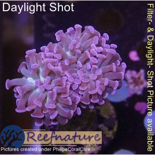 4F1-2 WYSIWYG - Euphyllia paraancora purple