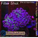 4F1-2 WYSIWYG - Euphyllia paraancora purple