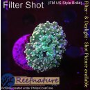 4F1-3 WYSIWYG - Euphyllia paradivisa orange