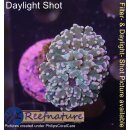 4F1-3 WYSIWYG - Euphyllia paradivisa orange