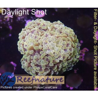 4F1-4 WYSIWYG - Euphyllia baliensis gold =>3Köpfe