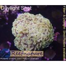 4F1-4 WYSIWYG - Euphyllia baliensis gold =>3Köpfe