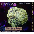 4F1-4 WYSIWYG - Euphyllia baliensis gold =>3Köpfe