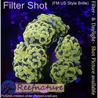 4F1-5 WYSIWYG - Euphyllia Paraancora Golden Nugget =>3Köpfe