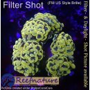 4F1-5 WYSIWYG - Euphyllia Paraancora Golden Nugget...