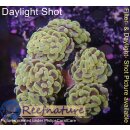 4F1-5 WYSIWYG - Euphyllia Paraancora Golden Nugget =>3Köpfe