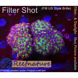 4F2-1 WYSIWYG - Euphyllia paraancora