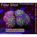 4F2-1 WYSIWYG - Euphyllia paraancora