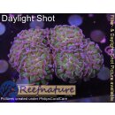 4F2-1 WYSIWYG - Euphyllia paraancora