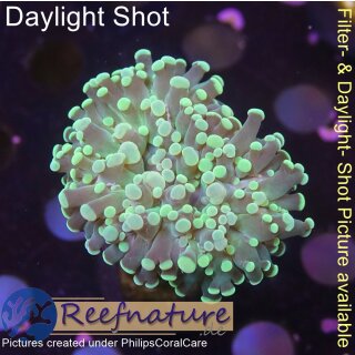 4F2-2 WYSIWYG - Euphyllia paradivisa grün