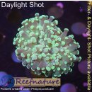 4F2-2 WYSIWYG - Euphyllia paradivisa grün