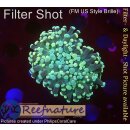 4F2-2 WYSIWYG - Euphyllia paradivisa grün