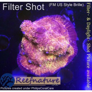 H6-R2-5 WYSIWYG - Chalice sp. ultra