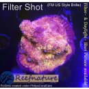 H6-R2-5 WYSIWYG - Chalice sp. ultra