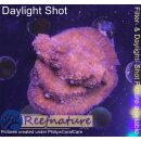 H6-R2-5 WYSIWYG - Chalice sp. ultra