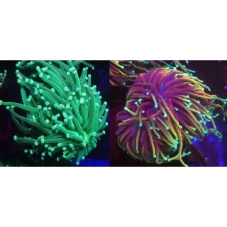 Euphyllia glabrescens SET