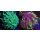 Euphyllia glabrescens SET